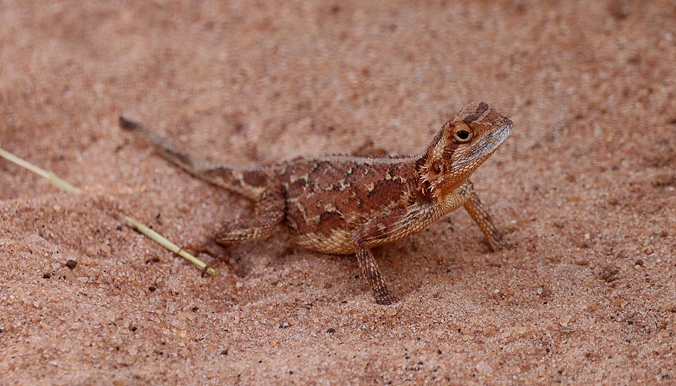 Zwergagame im Lumo Conservancy