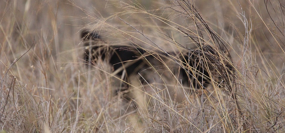 Schwarzer Serval im Lumo Conservancy