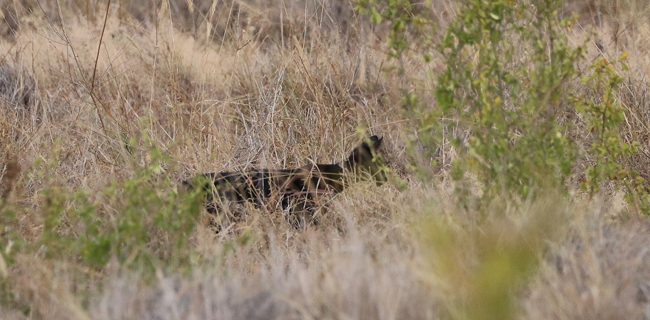 Schwarzer Serval im Lumo Conservancy