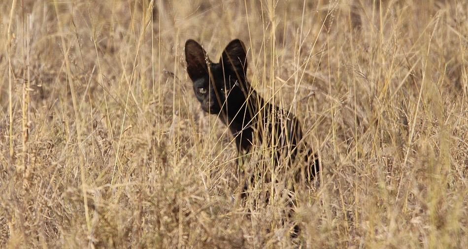 Schwarzer Serval im Lumo Conservancy