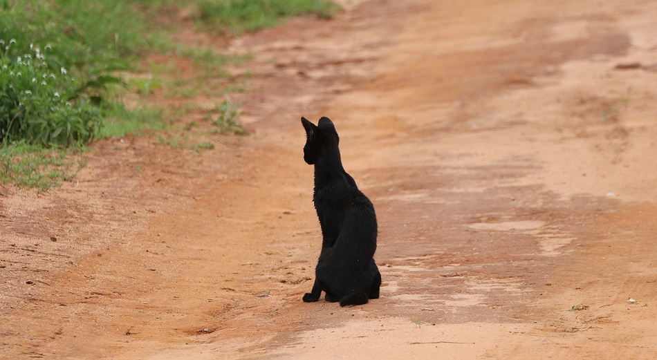 Black Serval - Kivuli, Lumo Conservancy