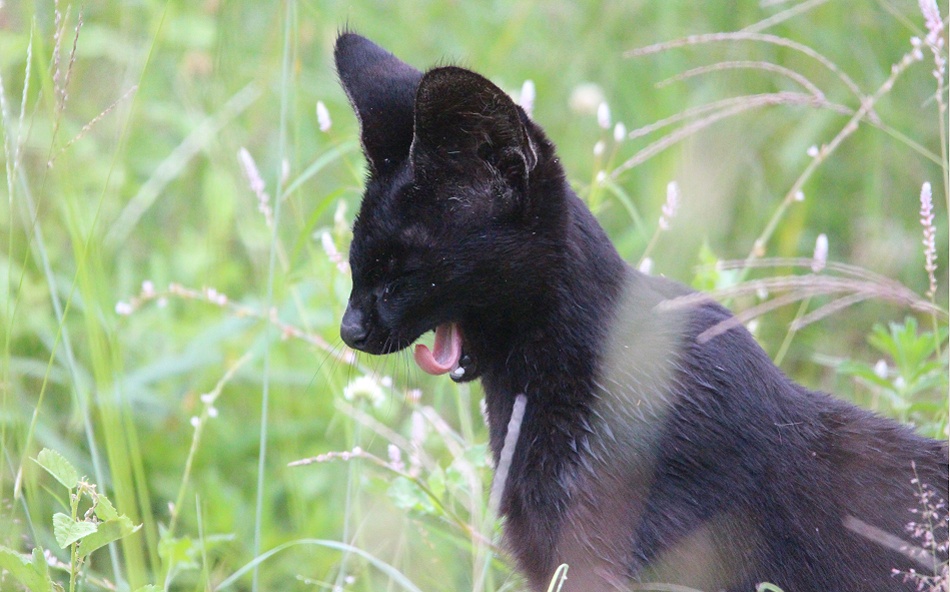 Black Serval - Kivuli, Lumo Conservancy