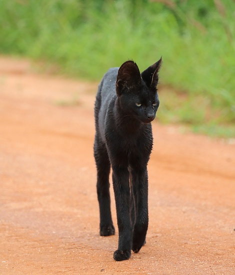 Black Serval - Kivuli, Lumo Conservancy