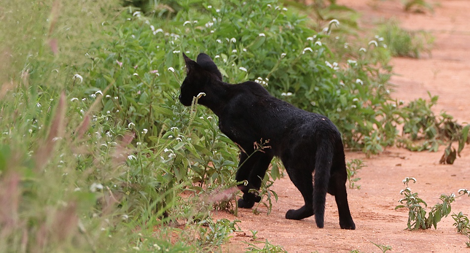 Black Serval - Kivuli, Lumo Conservancy