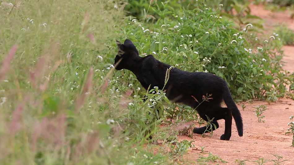 Black Serval - Kivuli, Lumo Conservancy