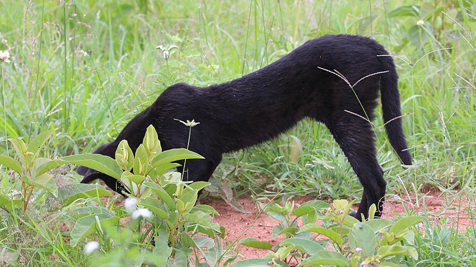 Black Serval - Kivuli, Lumo Conservancy