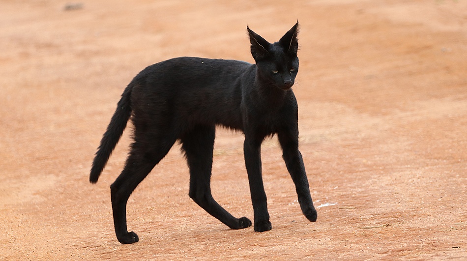 Black Serval - Kivuli, Lumo Conservancy