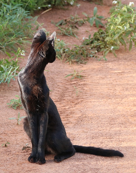 Black Serval Kivuli jagt M&auml;use, Lumo Conservancy