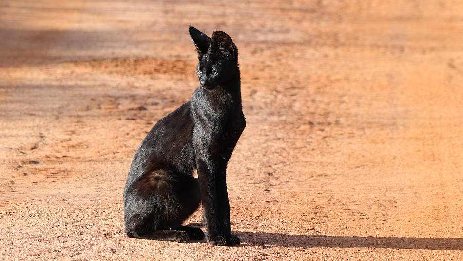 Black Serval Kivuli jagt M&auml;use, Lumo Conservancy