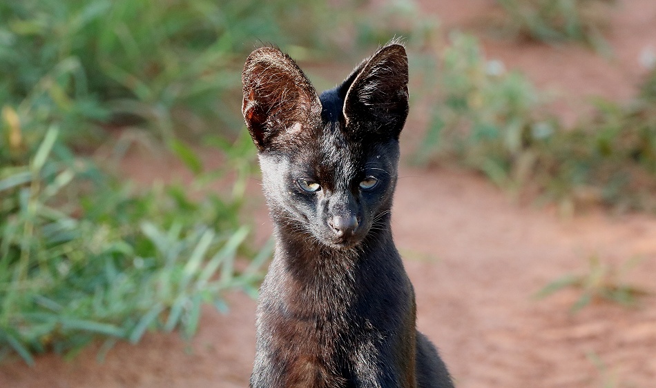 Black Serval Kivuli jagt M&auml;use, Lumo Conservancy