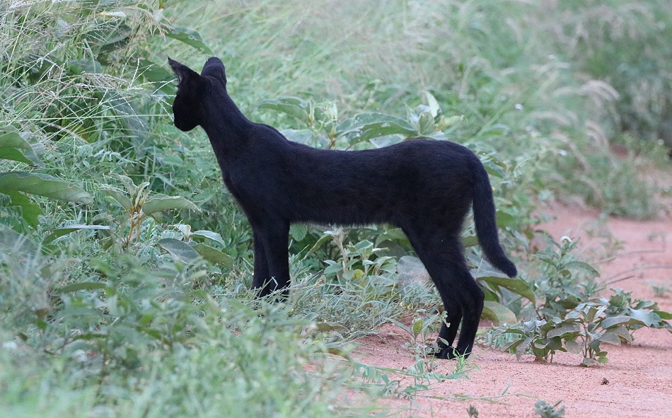 Black Serval Kivuli jagt M&auml;use, Lumo Conservancy