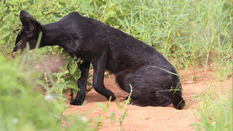Black Serval Kivuli jagt M&auml;use, Lumo Conservancy