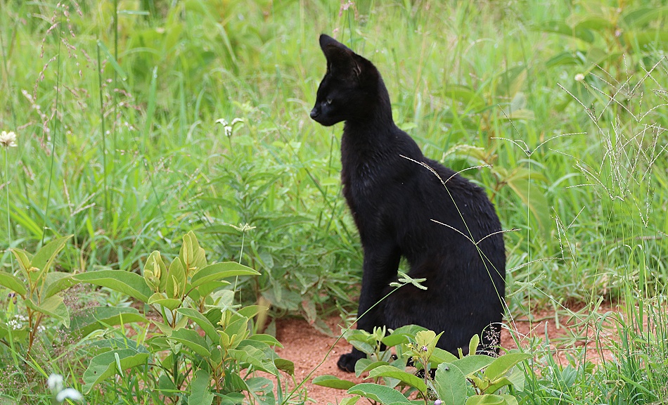 Black Serval - Kivuli, Lumo Conservancy