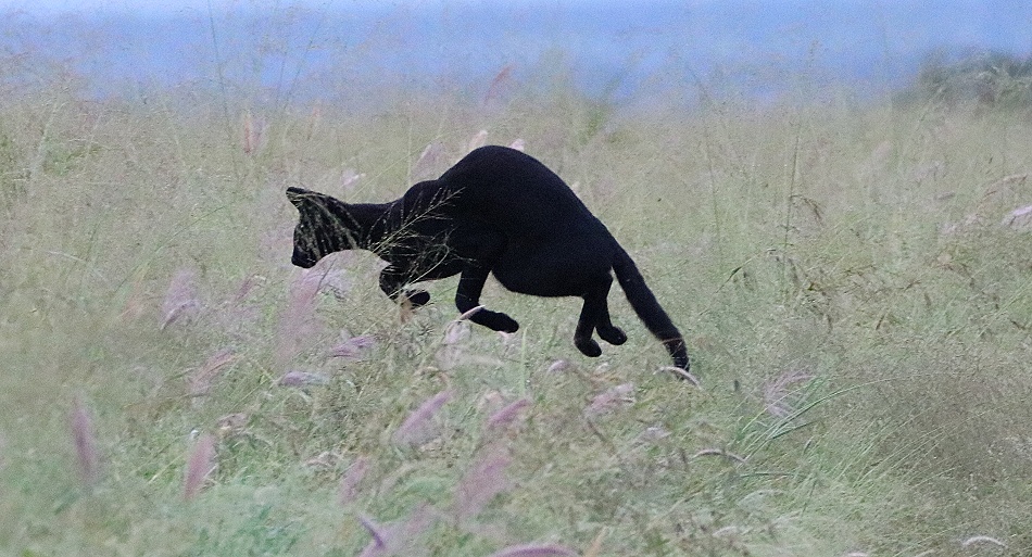 Black Serval Kivuli jagt M&auml;use, Lumo Conservancy