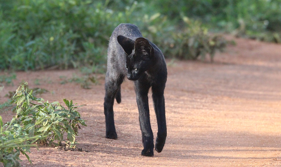 Black Serval Kivuli jagt M&auml;use, Lumo Conservancy