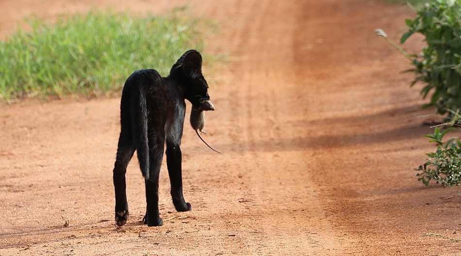 Black Serval Kivuli jagt M&auml;use, Lumo Conservancy