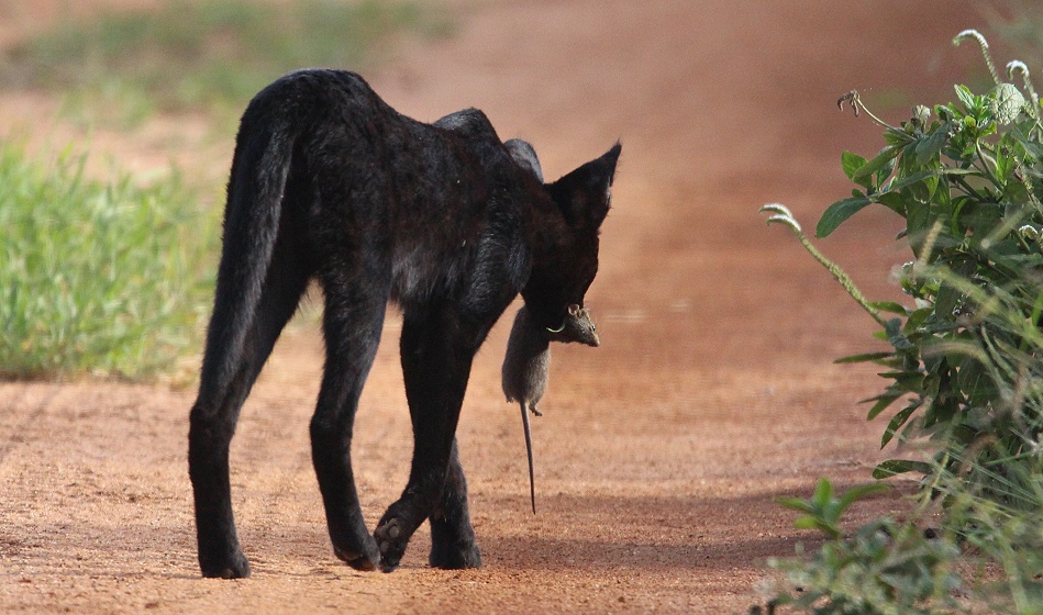 Black Serval Kivuli jagt M&auml;use, Lumo Conservancy