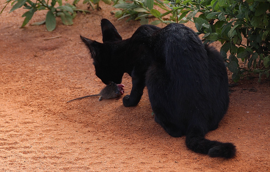 Black Serval Kivuli jagt M&auml;use, Lumo Conservancy