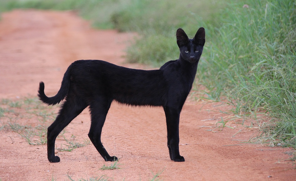 Black Serval Kivuli ganz entspannt in unserer N&auml;he