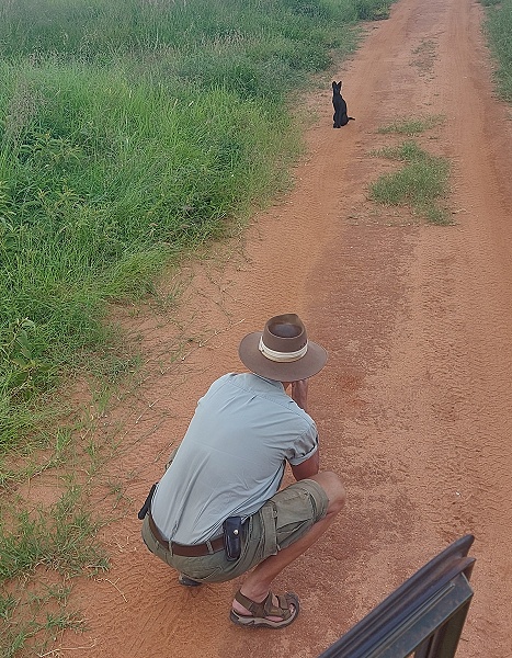 Black Serval Kivuli ganz entspannt in unserer N&auml;he