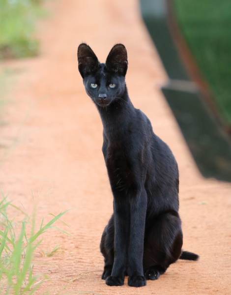 Black Serval Kivuli ganz entspannt in unserer N&auml;he