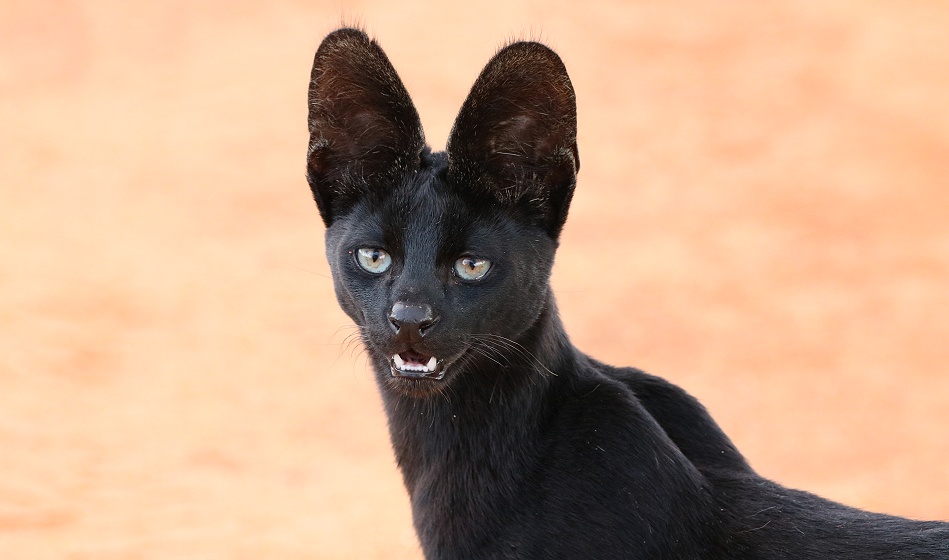 Black Serval Kivuli ganz entspannt in unserer N&auml;he