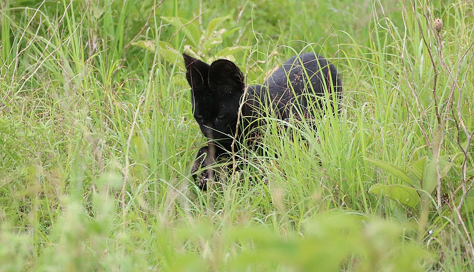 Black Serval - Kivuli, Lumo Conservancy