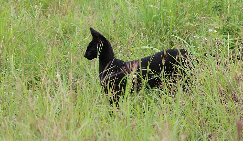 Black Serval - Kivuli, Lumo Conservancy