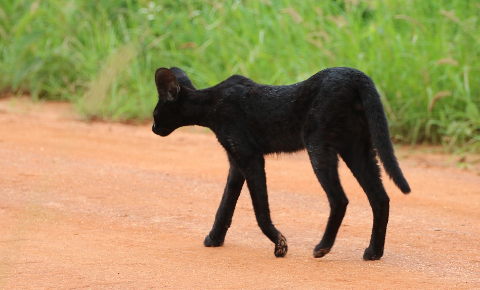 Black Serval - Kivuli, Lumo Conservancy