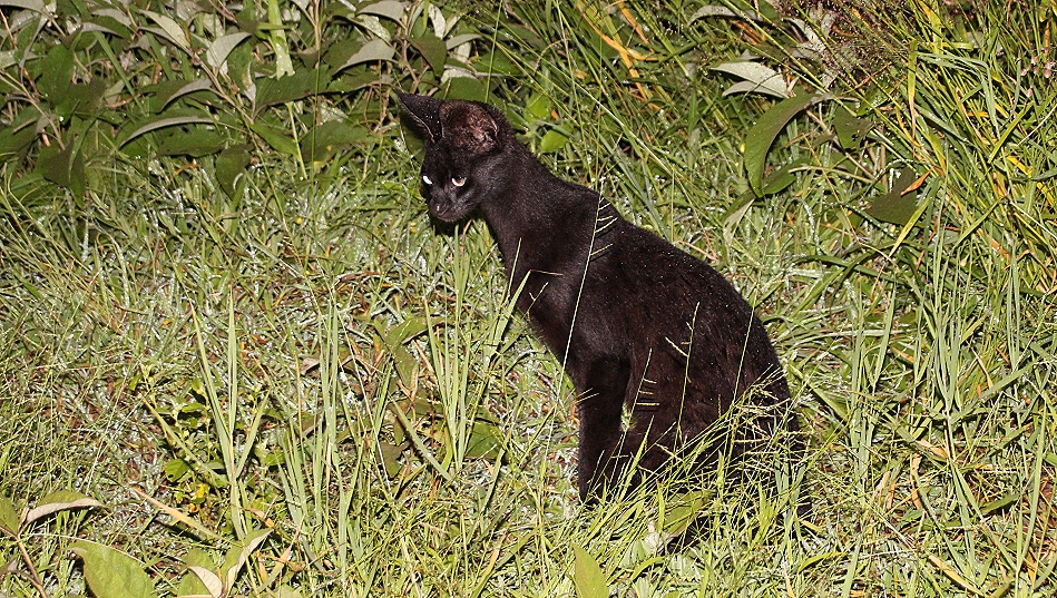 Night Game  Drive, Black Serval Kivuli