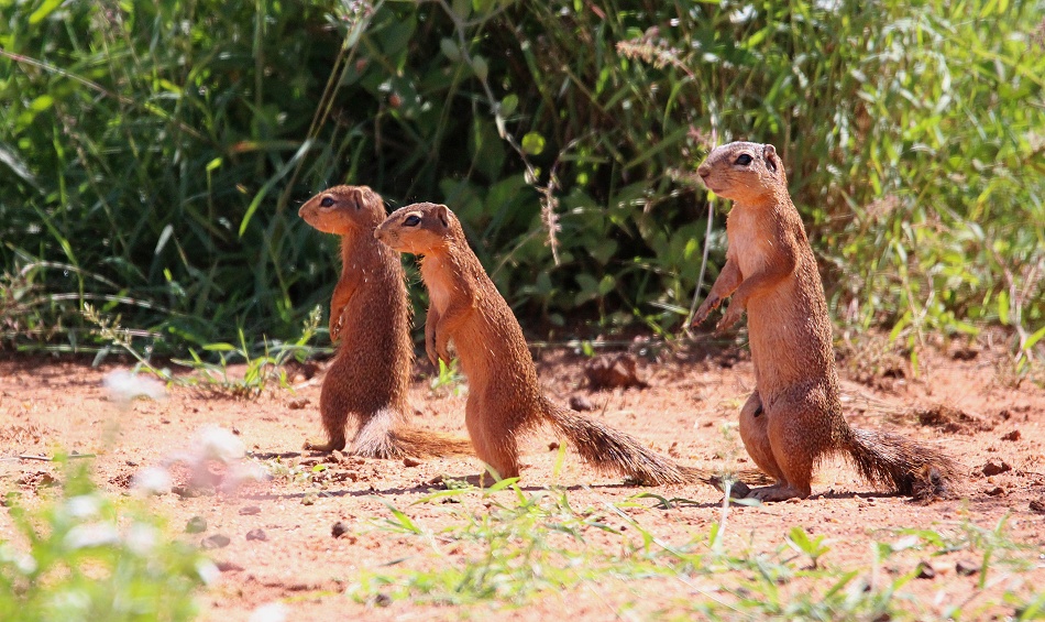 Ocker Bushh&ouml;rnchen mit Nachwuchs