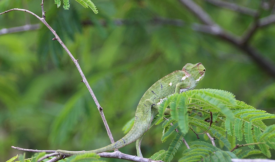 Fleckencham&auml;leon im Lumo Conservancy