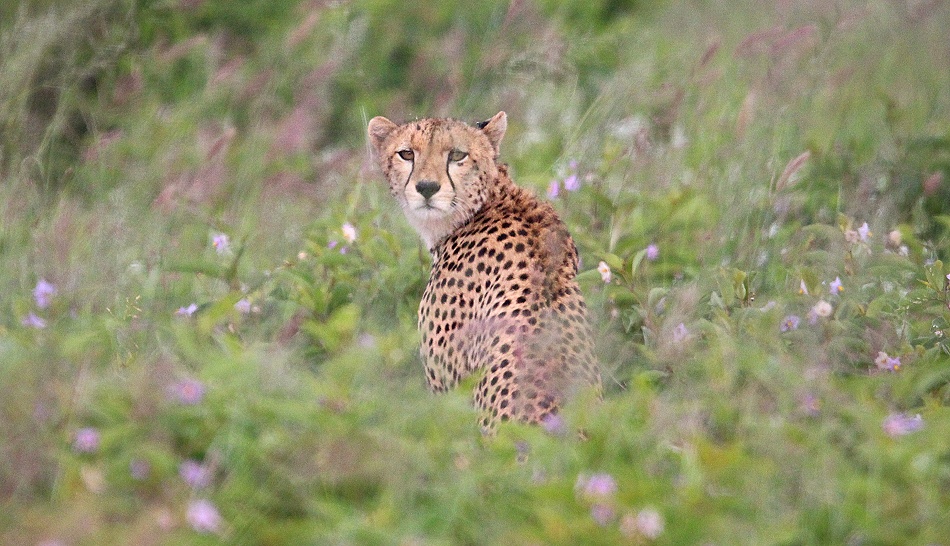ein unbekanntes Geparden Weibchen in der N&auml;he des Lions Rock