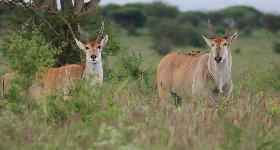 Elenantilope im Lomo Reservat