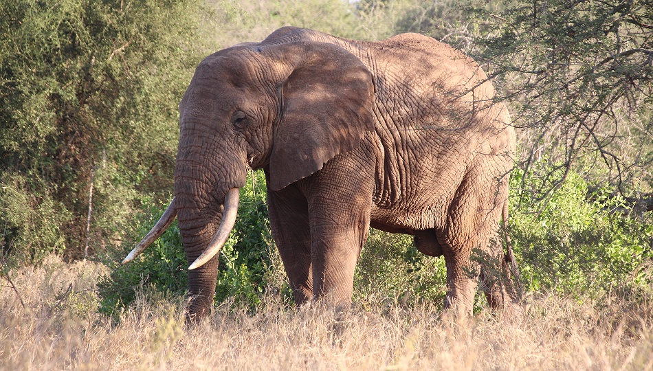 Elefant