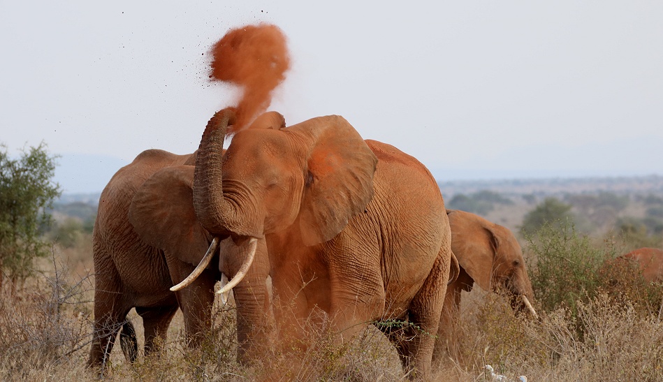 rote Tsavo Elefanten