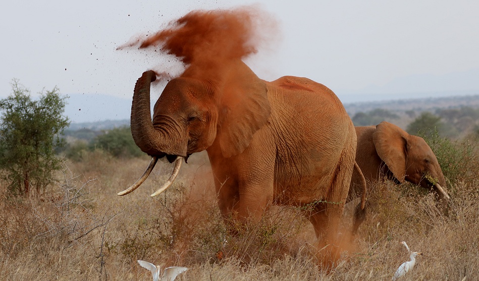 rote Tsavo Elefanten