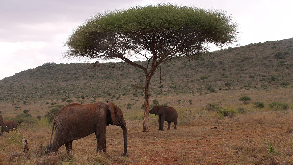 rote Tsavo Elefanten