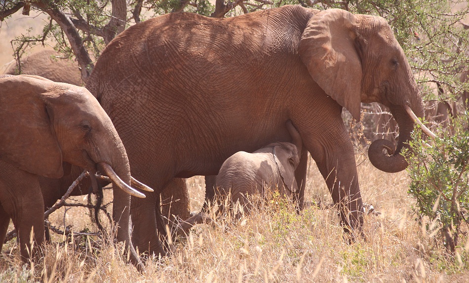 rote Tsavo Elefanten