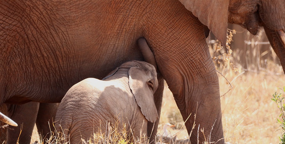 rote Tsavo Elefanten
