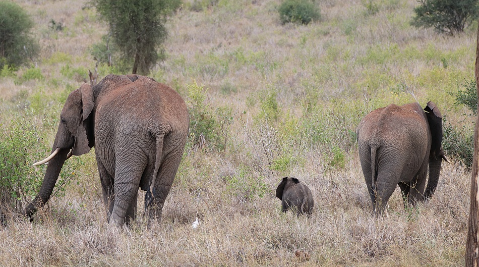 rote Tsavo Elefanten