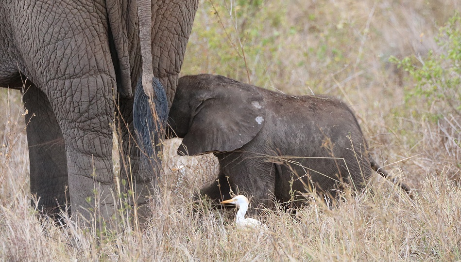 rote Tsavo Elefanten