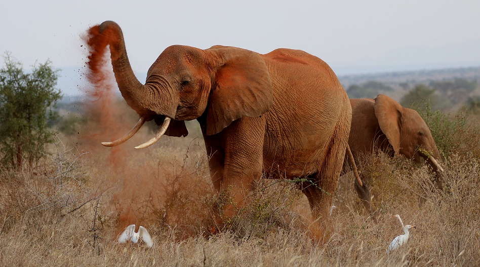 rote Tsavo Elefanten