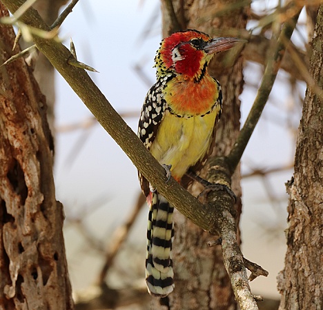 Flammenkopfbartvogel