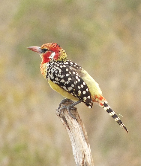 Flammkopfbartvogel