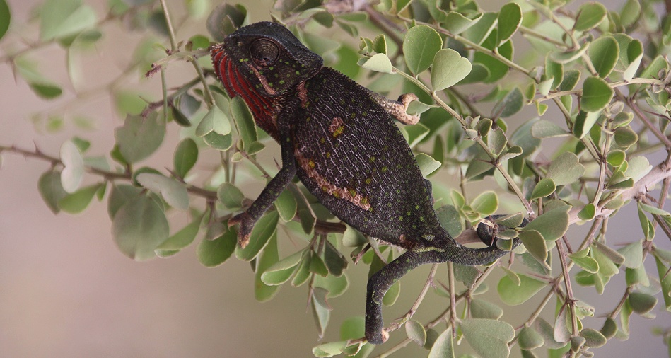 Fleckencham&auml;leon, chameleon gracilis