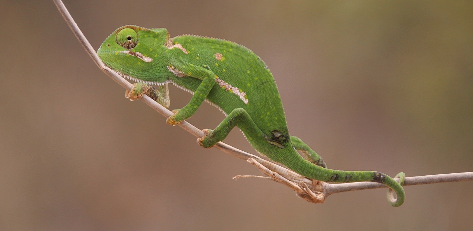 Fleckencham&auml;leon, chameleon gracilis