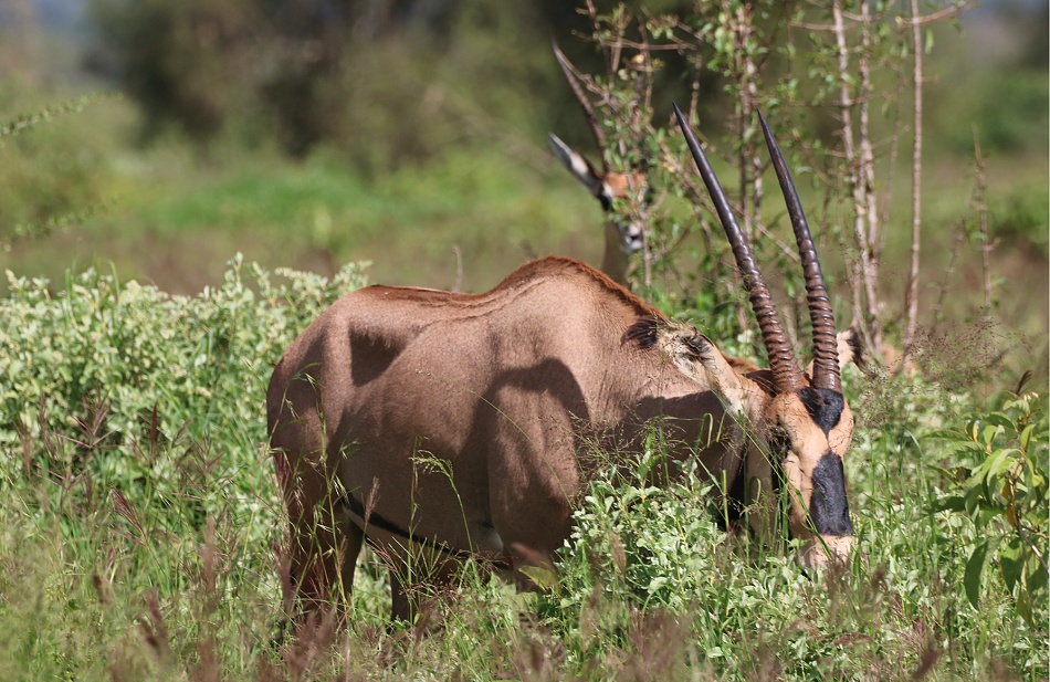 FRansenohr Oryx