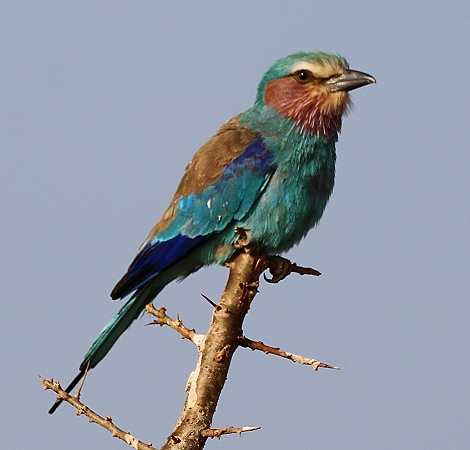 Gabelracke