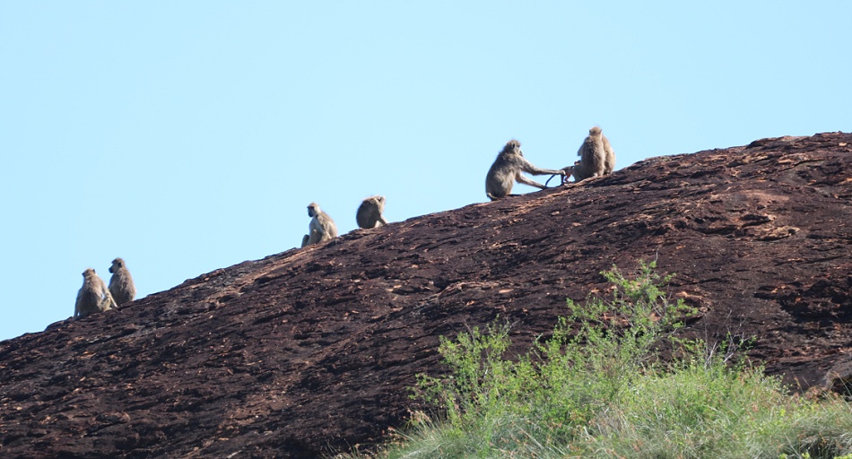 Gelbe Paviane auf dem Lions Rock